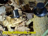 /home//u458753944/public_html/sourcegallery//Roxborough Toad Detour/2013-2019/2016/2016-03-31/P3310562.JPG